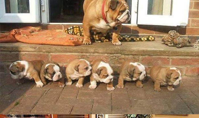 Najljupkije male pseće obitelji