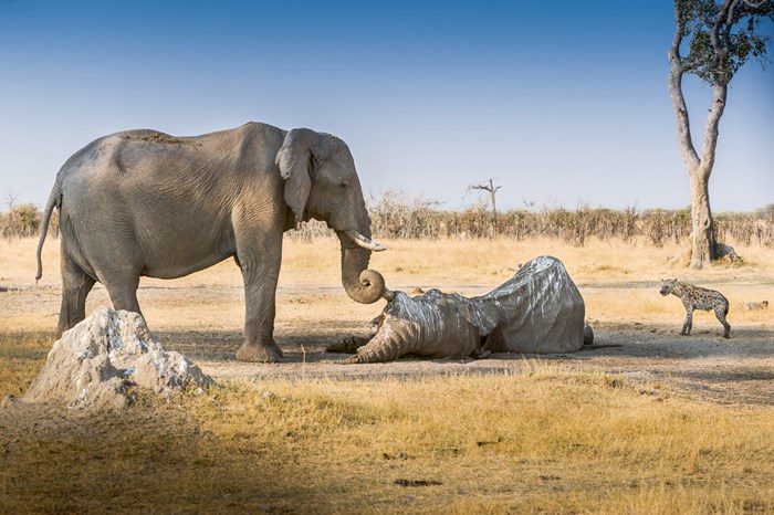 Posljednje zbogom: Slon se oprašta od prijatelja