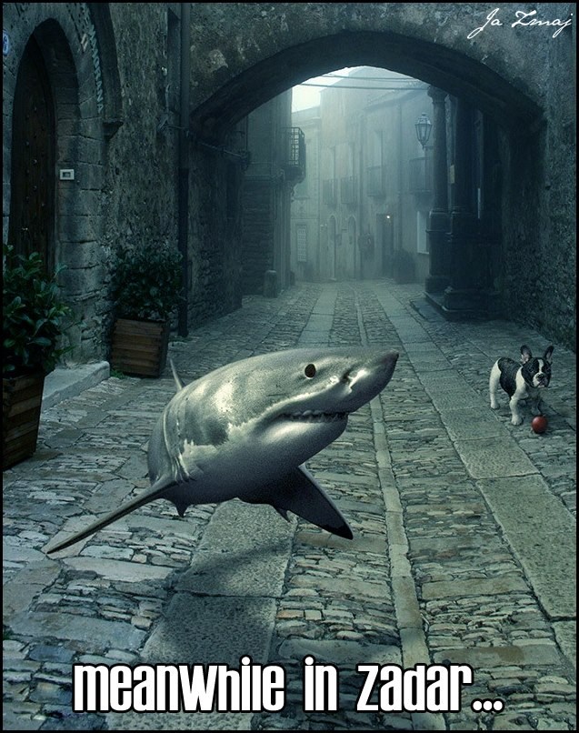 Zadarski psi upoznali morske rođake