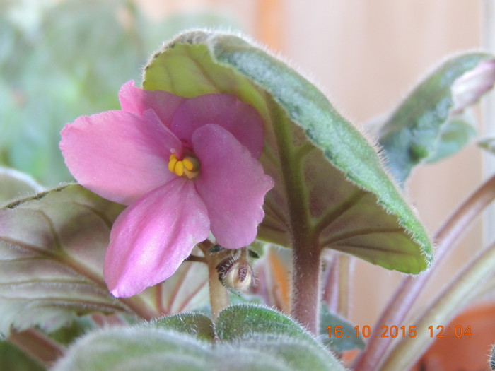 DSCN7347.JPG