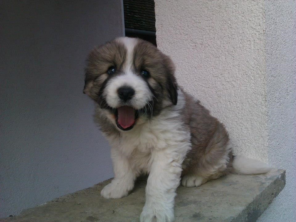 Rumba osvaja slatkoćom