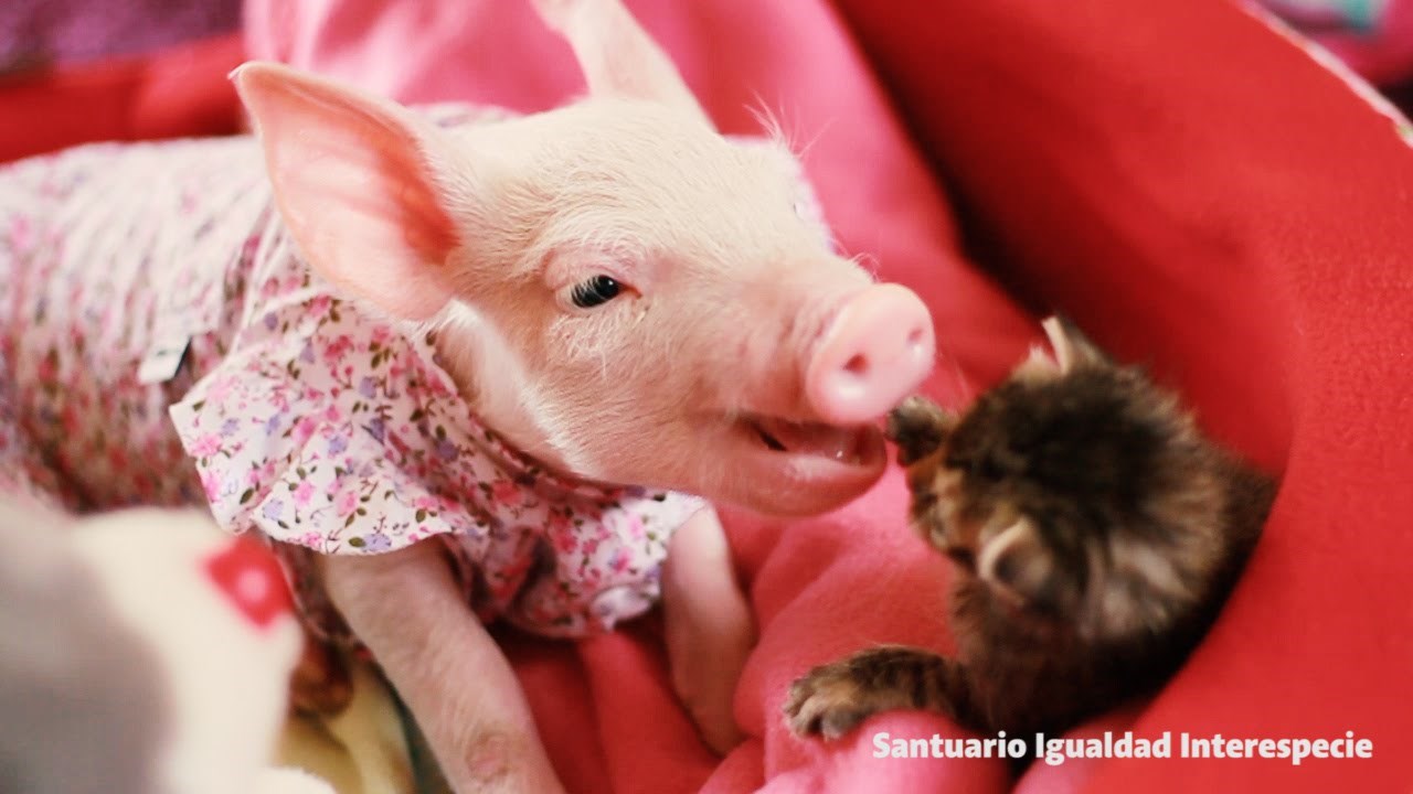 Svinjica i maca proglašeni najmedenijim parom na svijetu!