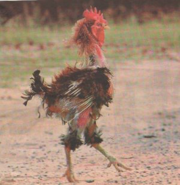 Eurosong