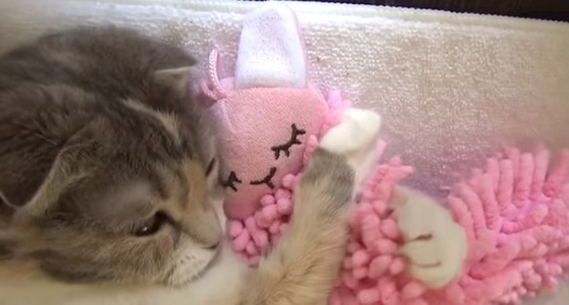 Ove preslatke mace osvojit će vam srca i razvući veliki osmijeh na licu