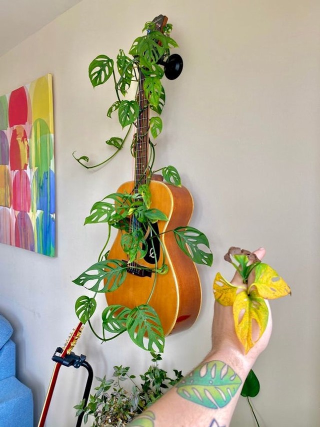 Stara gitara kao stalak za cvijeće