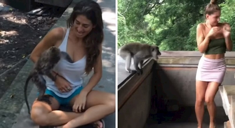 Video ovih ludih majmuna u akciji nasmijat će vas do suza