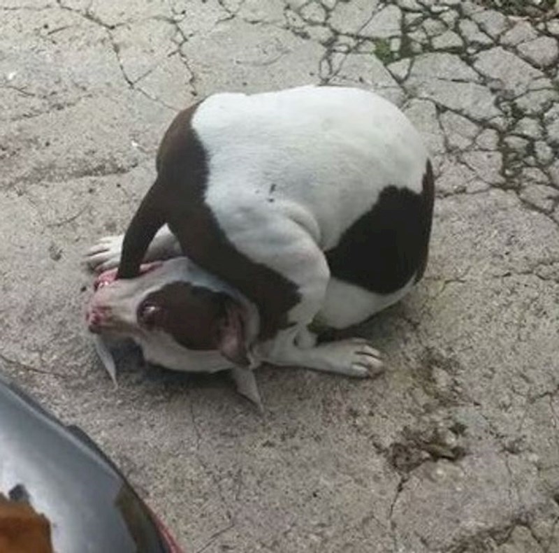 Napokon sam ga uhvatio!