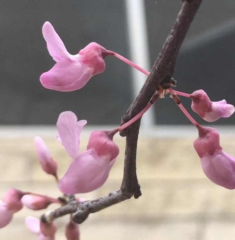 Cvijet koji izgleda kao  kolibrić koji pije nektar