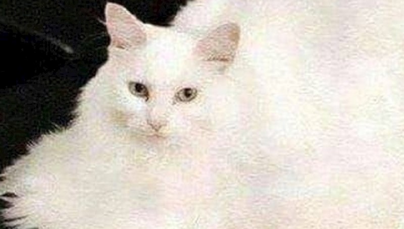 Kupili su novu dekicu, kada je mačka legla na nju, shvatili su koliko su pogriješili