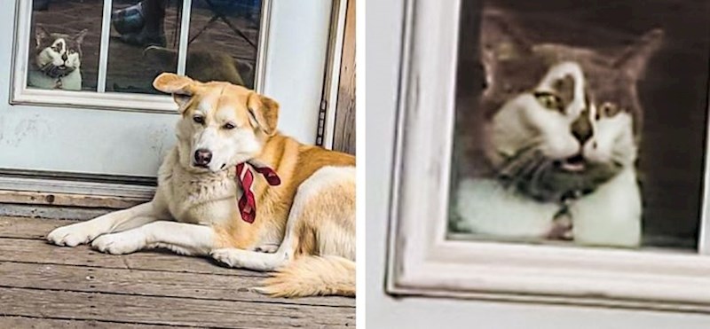 Mačka kada je prvi put vidjela psa