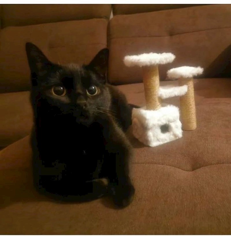 Mačka je dobila penjalicu za mrave