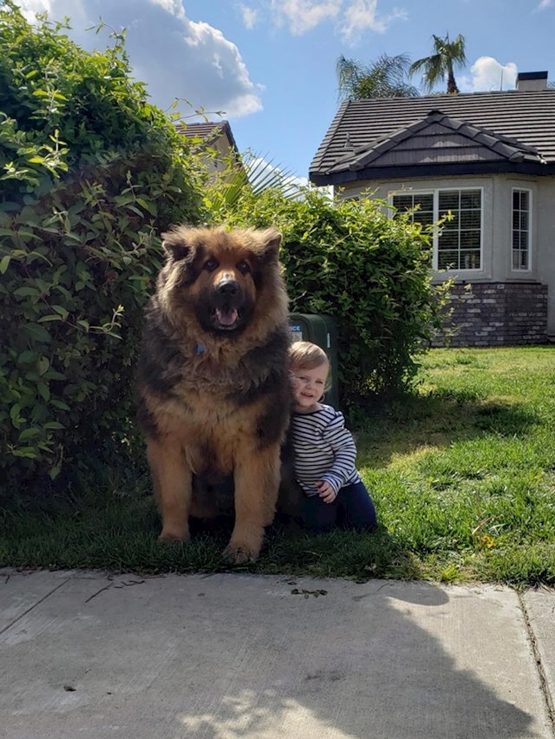 Djevojčica i njen pas... ili je to medvjed?