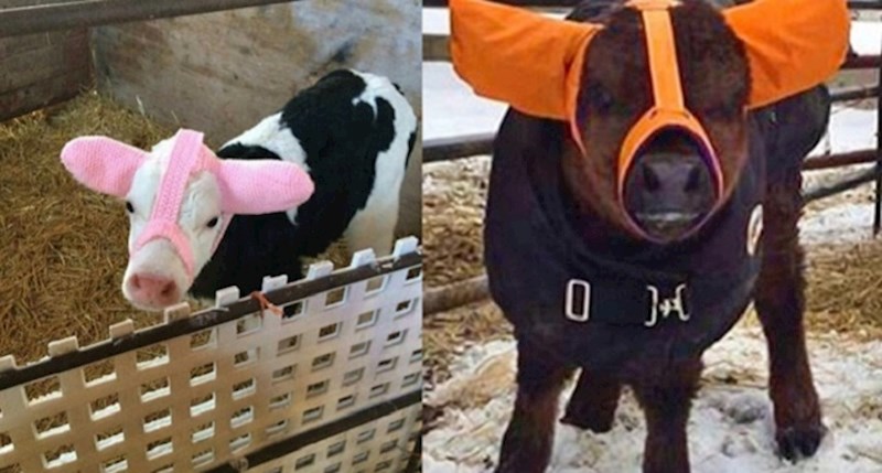 Farmerica je kravicama koje su se smrzavale izumila grijače za uši, rezultat je neodoljiv