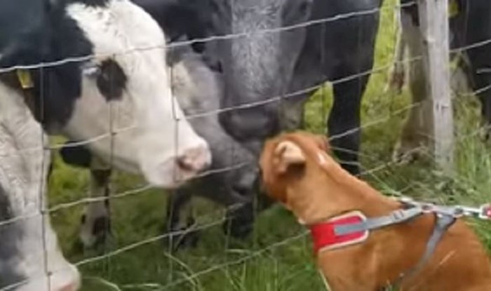 Bokser je došao do krava, ono što se zatim dogodilo iznenadilo je vlasnicu