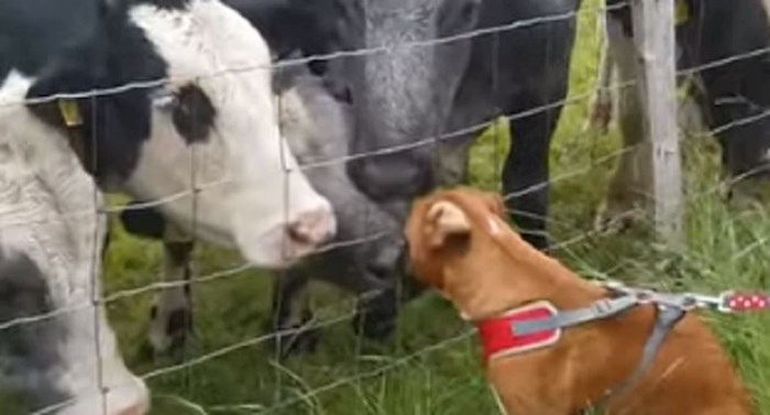 Bokser je došao do krava, ono što se zatim dogodilo iznenadilo je vlasnicu