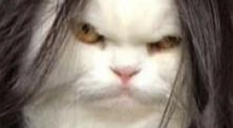 Stavio je mački periku na glavu, ona nije dijelila njegovo oduševljenje