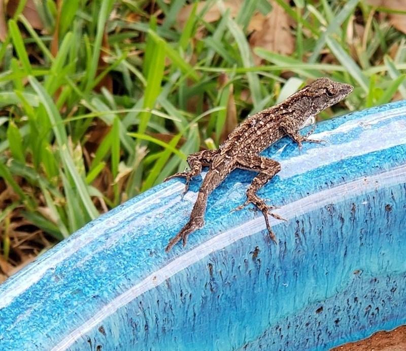 Vidite li nešto neobično na repu ovog guštera?