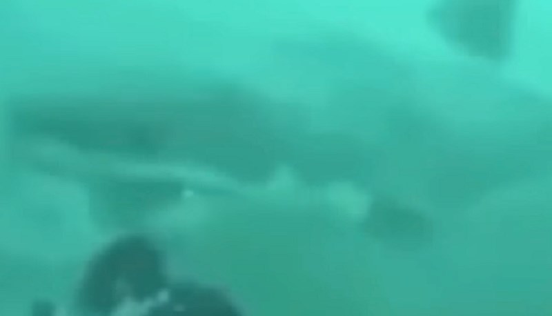 VIDEO Čovjek je ronio, a onda se odjednom pojavila velika bijela psina