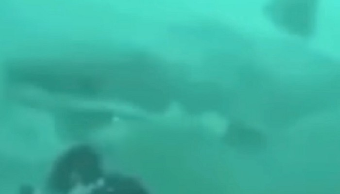 VIDEO Čovjek je ronio, a onda se odjednom pojavila velika bijela psina