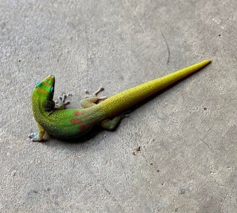 Gušter u obliku znaka Nike