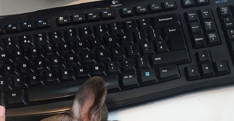 Ovaj čovjek ima najslađeg pomoćnika na svijetu, slika će vas rastopiti