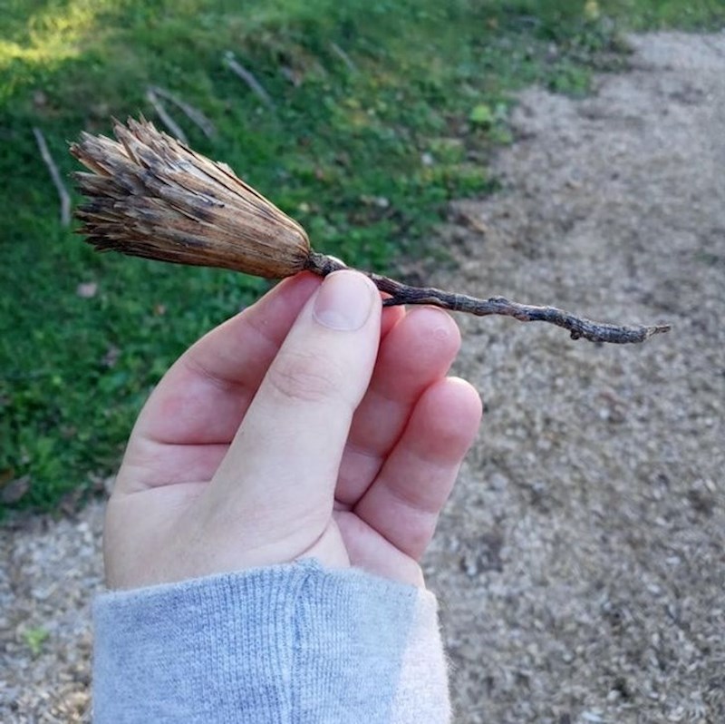 Biljka koja izgleda kao metla