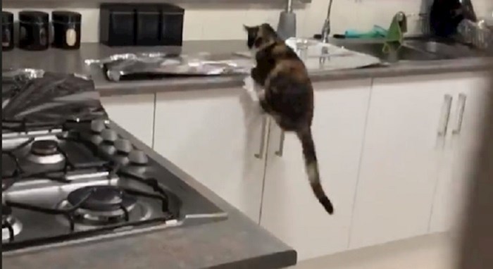 Živciralo ga je što mačka skače na kuhinjski pult, pa je isprobao jedan trik i nije se razočarao