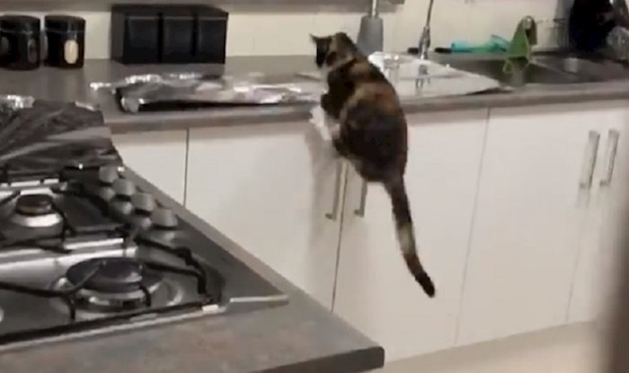 Živciralo ga je što mačka skače na kuhinjski pult, pa je isprobao jedan trik i nije se razočarao