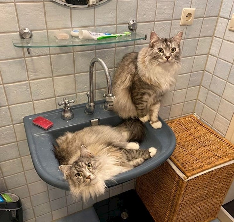 "Ne moraš baš svaki dan prati zube!"