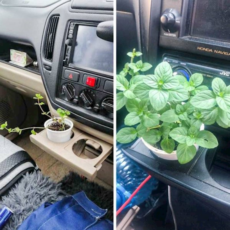 Prirodni osvježivač prostora