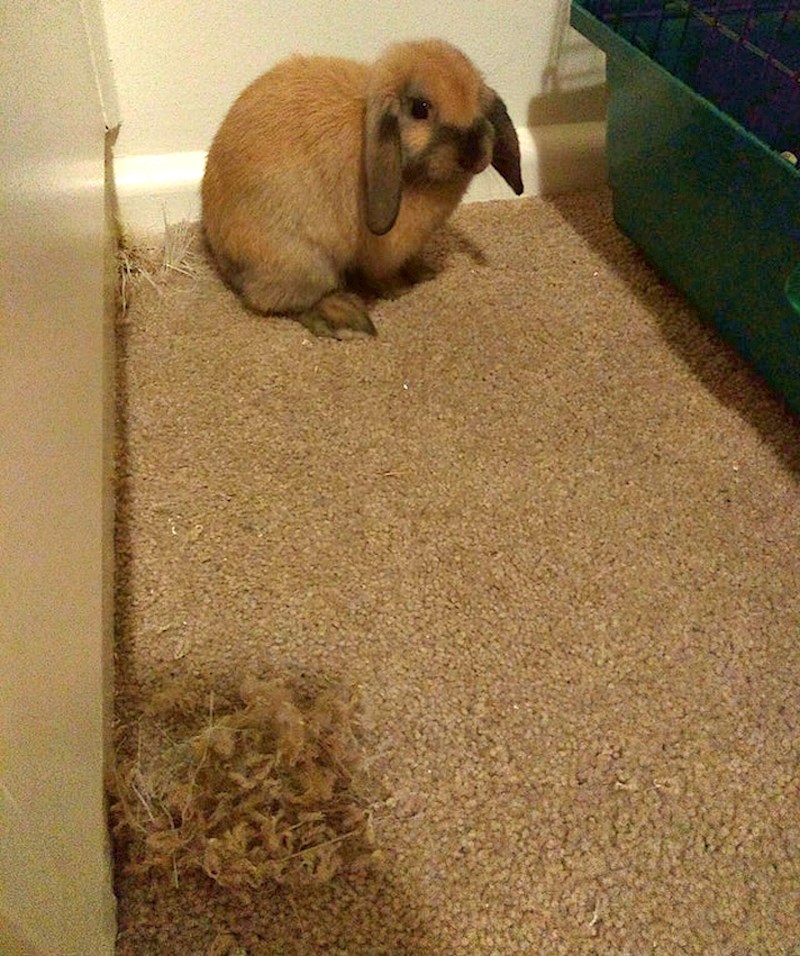 "Moj zec je odlučio napraviti gnijezdo na tepihu"