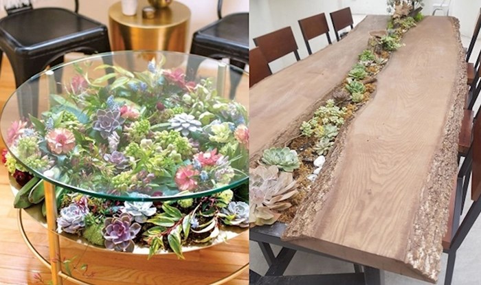 Ljudi pretvaraju svoje stolove u prekrasne vrtove sa sukulentima