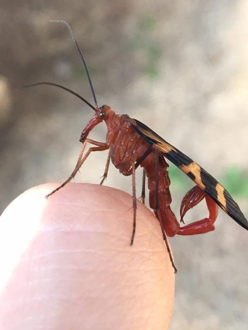 Ovo je škorpion koji je potpuno bezopasan i svoj žalac koristi samo za parenje