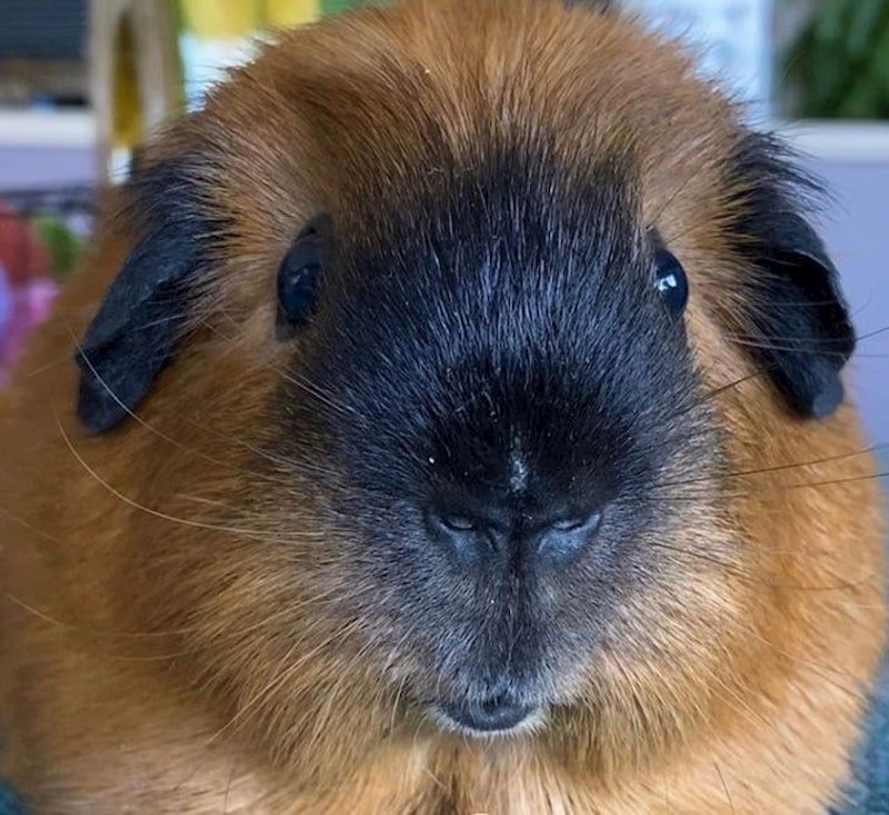 Koje sve životinje vidite na ovoj slici?