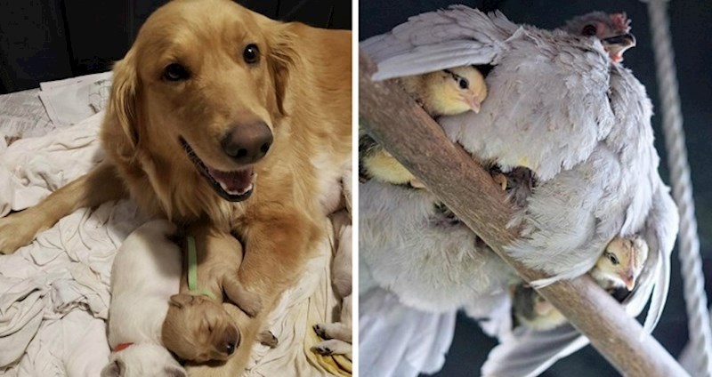 Ove fotke životinjskih mama i beba zagrijat će vam srce i izmamiti veliki osmijeh na licu