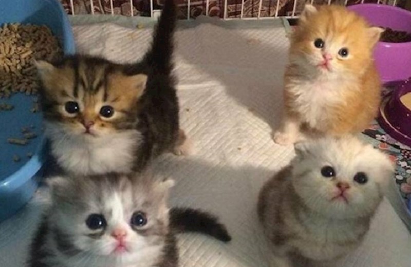 Fotke ovih maca će vas potpuno rastopiti