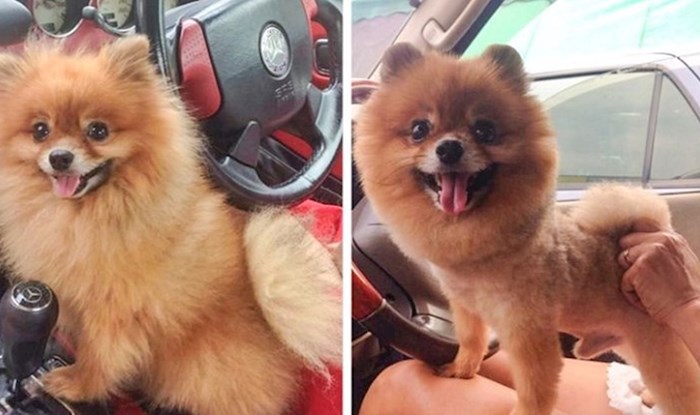 Psi koji su se nakon šišanja potpuno transformirali