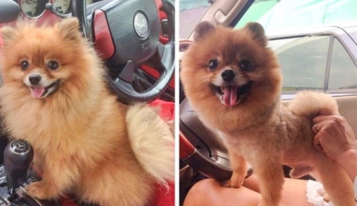 Psi koji su se nakon šišanja potpuno transformirali