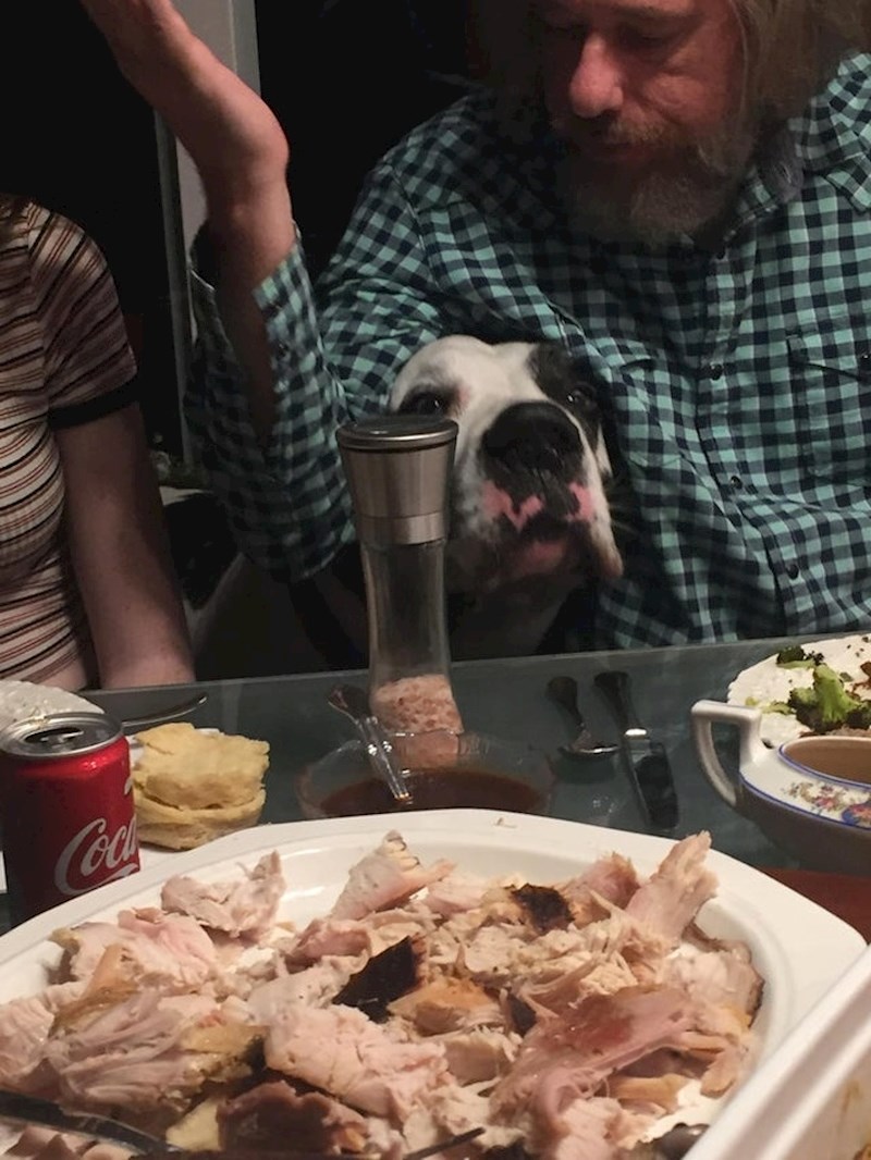 Pas stoji na stražnjim nogama