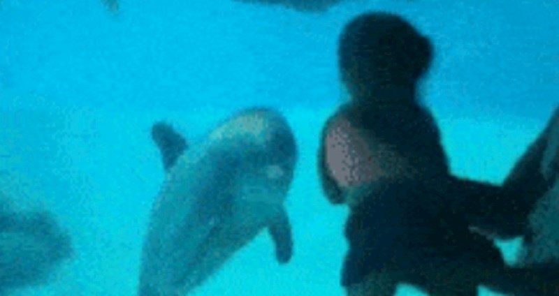 Tata je približio dijete akvariju u kojem je bio dupin, njegova reakcija je nevjerojatna