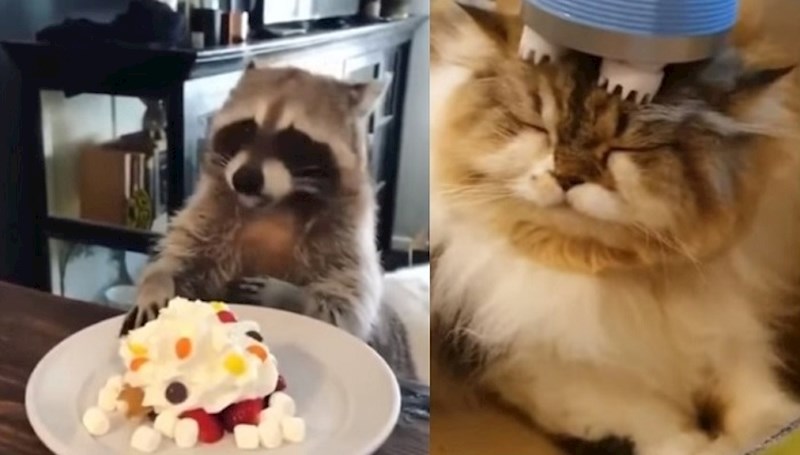 Ova kompilacija smiješnih životinja nešto je najbolje što ćete vidjeti danas