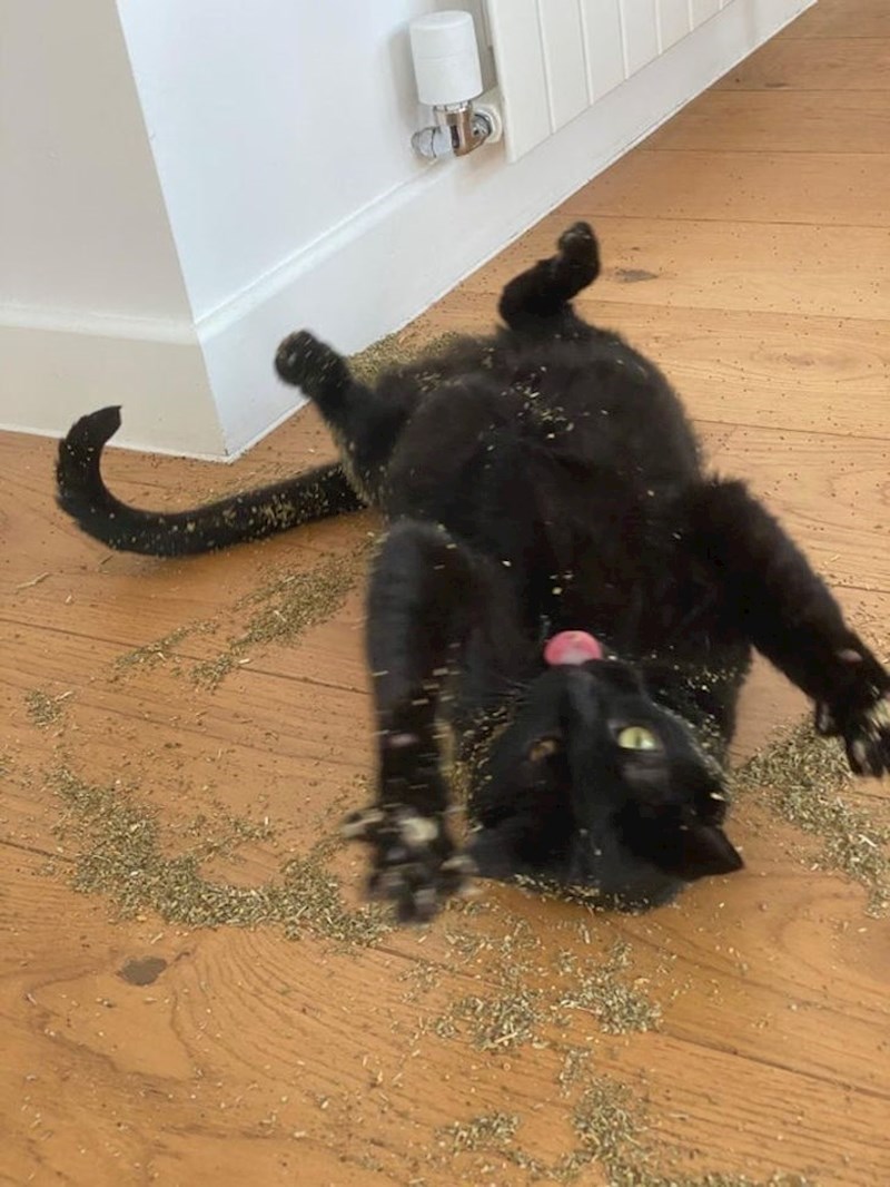 Kad se mačka dokopa mačje metvice...