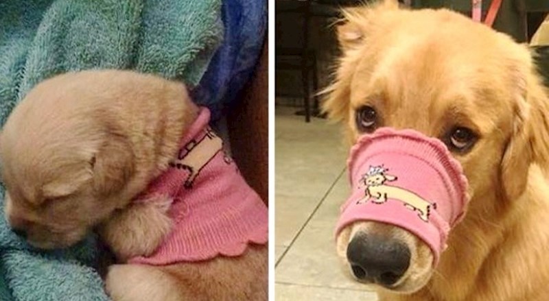 18 ljudi podijelilo je preslatke fotke svojih ljubimaca kada su bili mali i sada