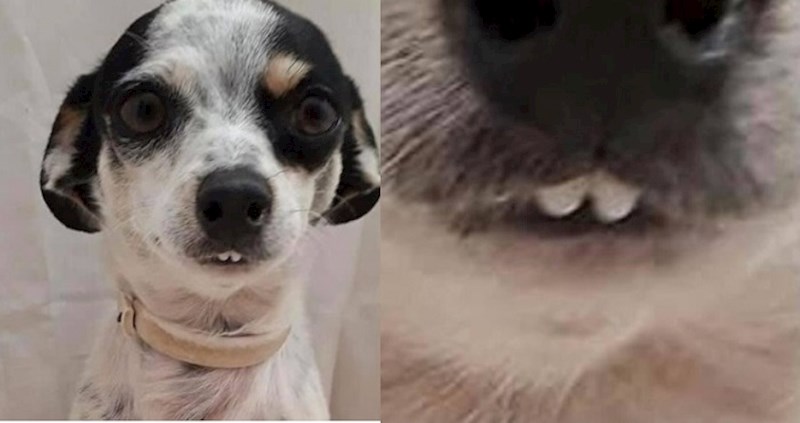 15 pasa koji mogu podići vaše raspoloženje brzinom svjetlosti