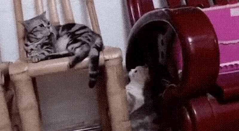 Mački nije bilo jasno tko ju povlači za rep, ovo je preslatko