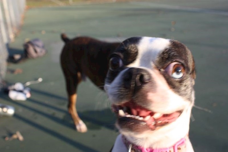 "Hoćeš me udomiti? Nisam čudan, to je samo slika!"