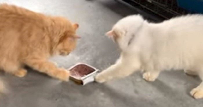 Ova mačke ne vole dijeliti svoju hranu, pogledajte njihovu preslatku borbu za konzervu