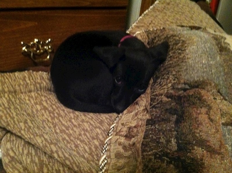 Zašto me toliko gledaš? Sramim se!