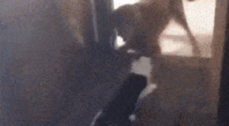 Mački je zasmetao pas, ono što je učinila dokazuje da su mačke s drugog planeta