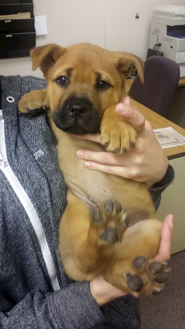 Bulmastif + Pitt Bull